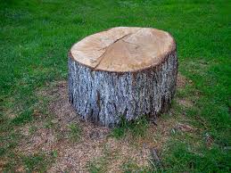Best Stump Grinding and Removal  in Shadeland, IN
