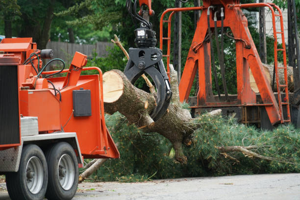 Best Organic Lawn Care Solutions  in Shadeland, IN