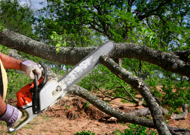 Best Emergency Tree Removal  in Shadeland, IN